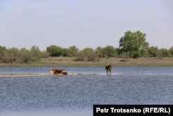 Коровы пасутся на границе с Россией. Село Коптогай, Атырауская область, 4 мая 2021 года