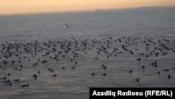 Bakıda köçəri quşlar