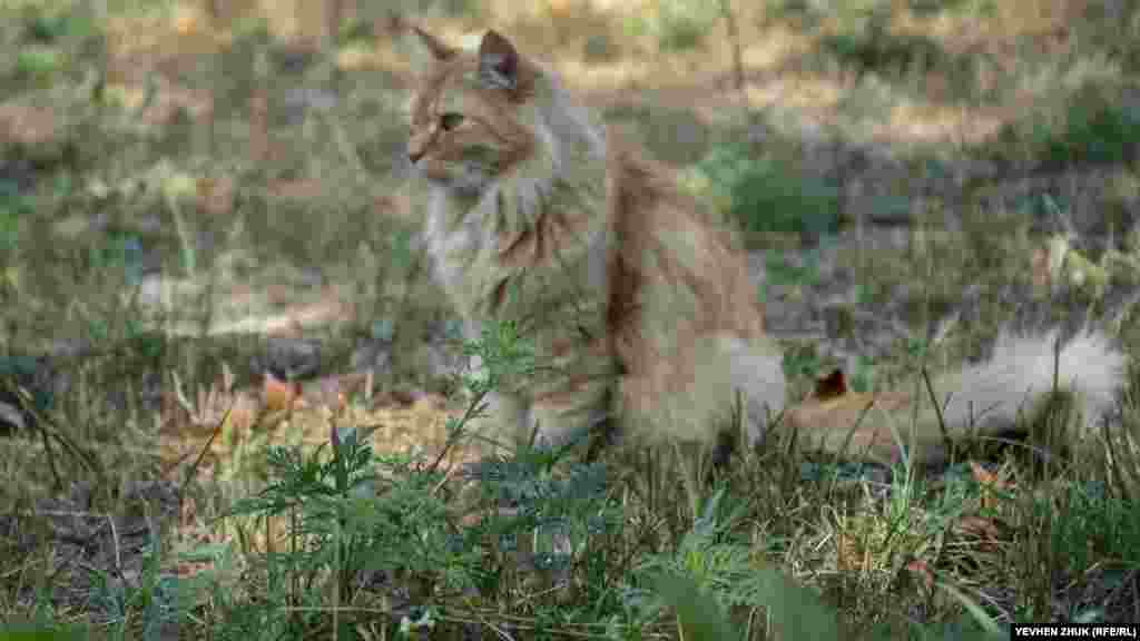 Уличный кот в зарослях амброзии